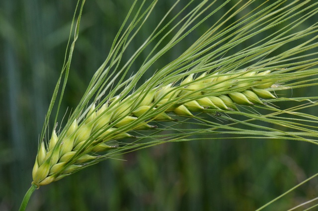 Barley 